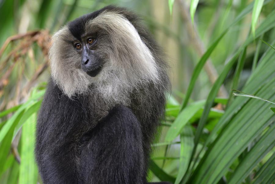 Singapore Zoo - Monkey