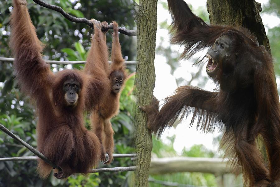 Singapore Zoo - Orangutan