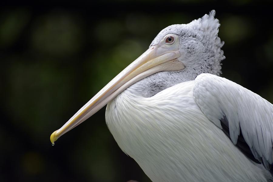 Singapore Zoo - Pelican