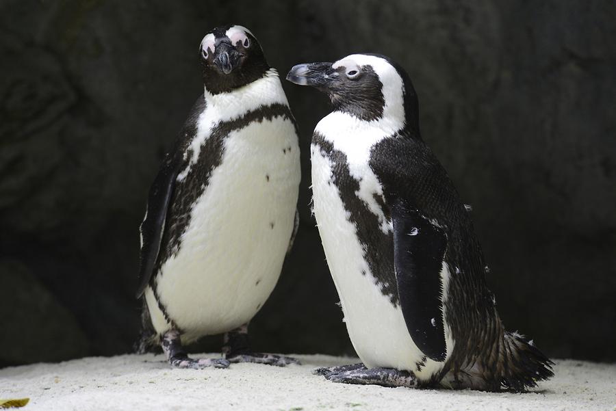 Singapore Zoo - Penguins