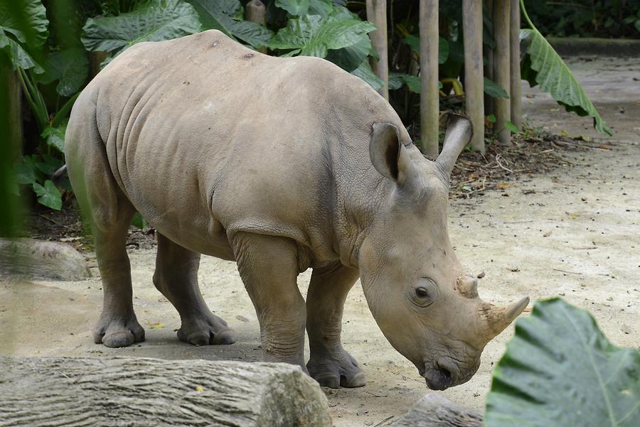 Singapore Zoo - Rhino
