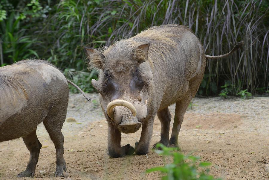 Singapore Zoo - Warthog