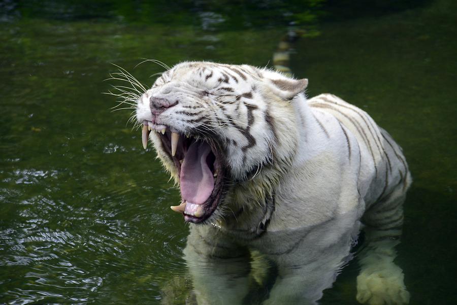 Singapore Zoo - White Bengal Tiger