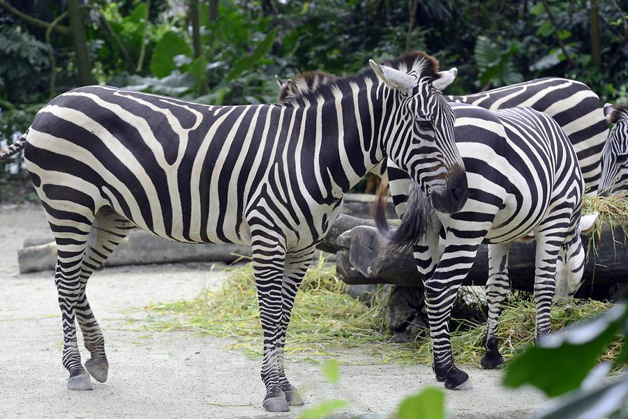 Singapore Zoo - Zebra