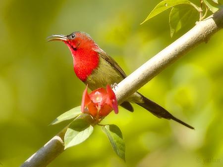 Sunbird, Foto: source: Wikicommons unter CC 