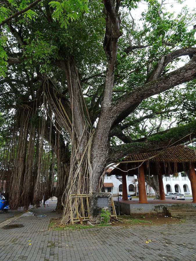 Galle - Fig Tree