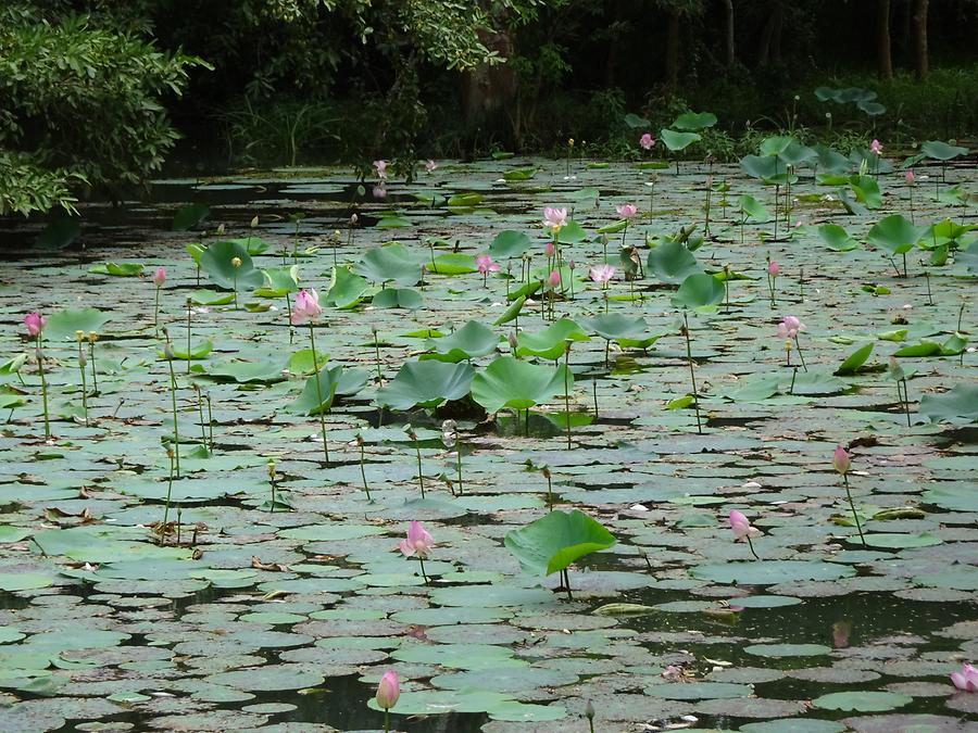 Sigiriya - Gardens; Lotus