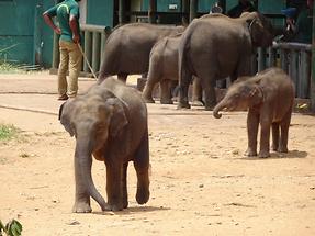 Udawalawe Elephant Transit Home (2)