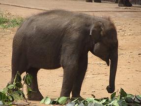 Udawalawe Elephant Transit Home (3)