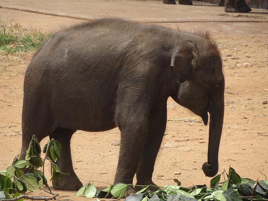 Udawalawe Elephant Transit Home
