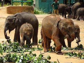Udawalawe Elephant Transit Home (4)