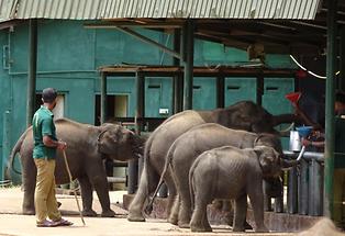 Udawalawe Elephant Transit Home (5)
