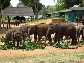 Udawalawe Elephant Transit Home (6)