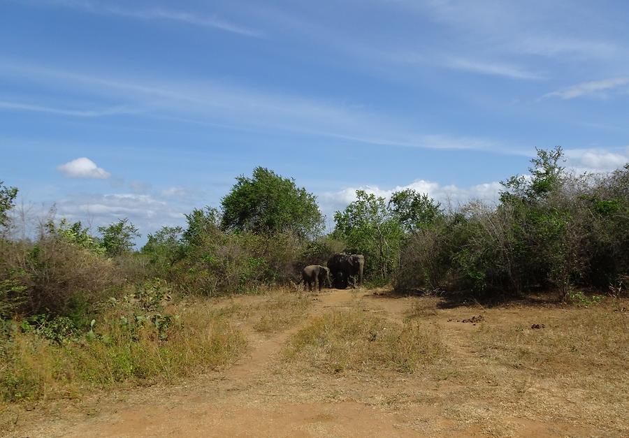 Udawalawe National Park - Safari