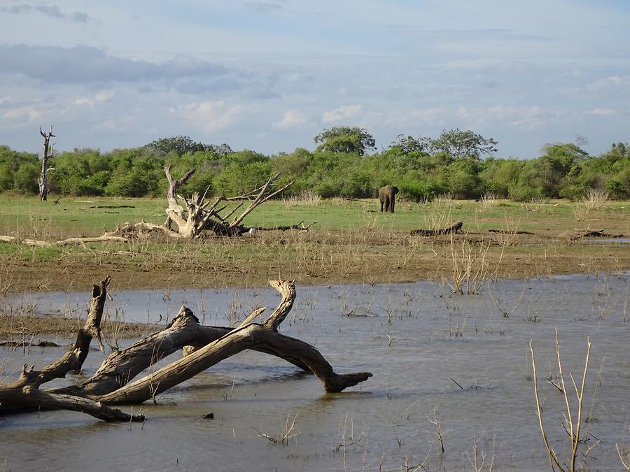 Udawalawe National Park - Safari