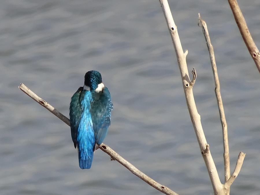 Udawalawe National Park - Safari; Kingfisher