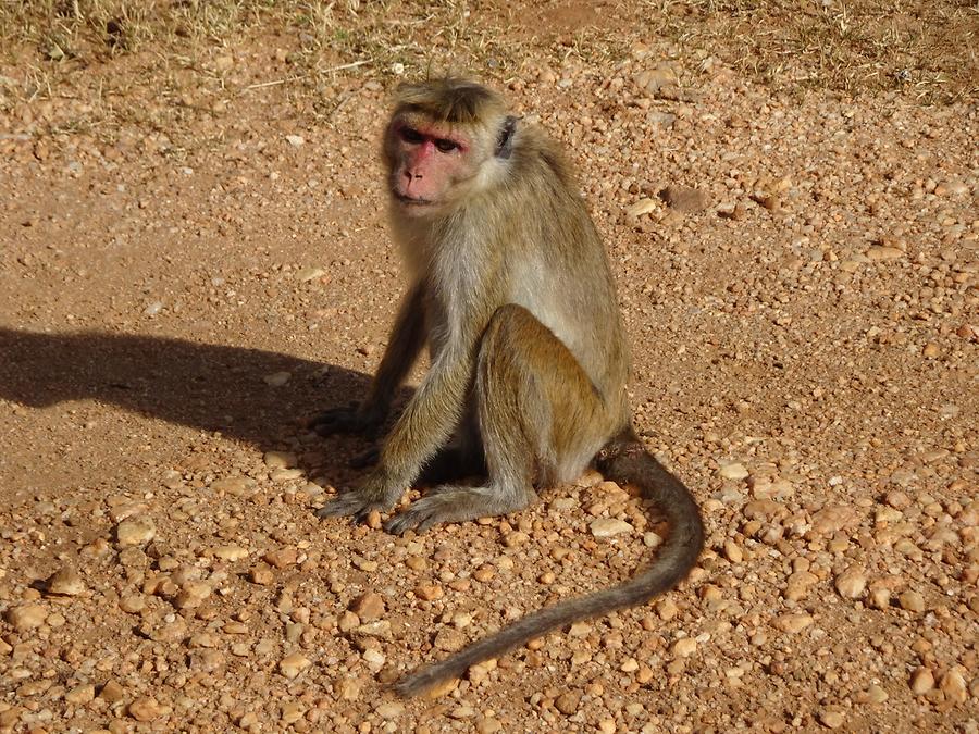 Udawalawe National Park - Safari; Monkey