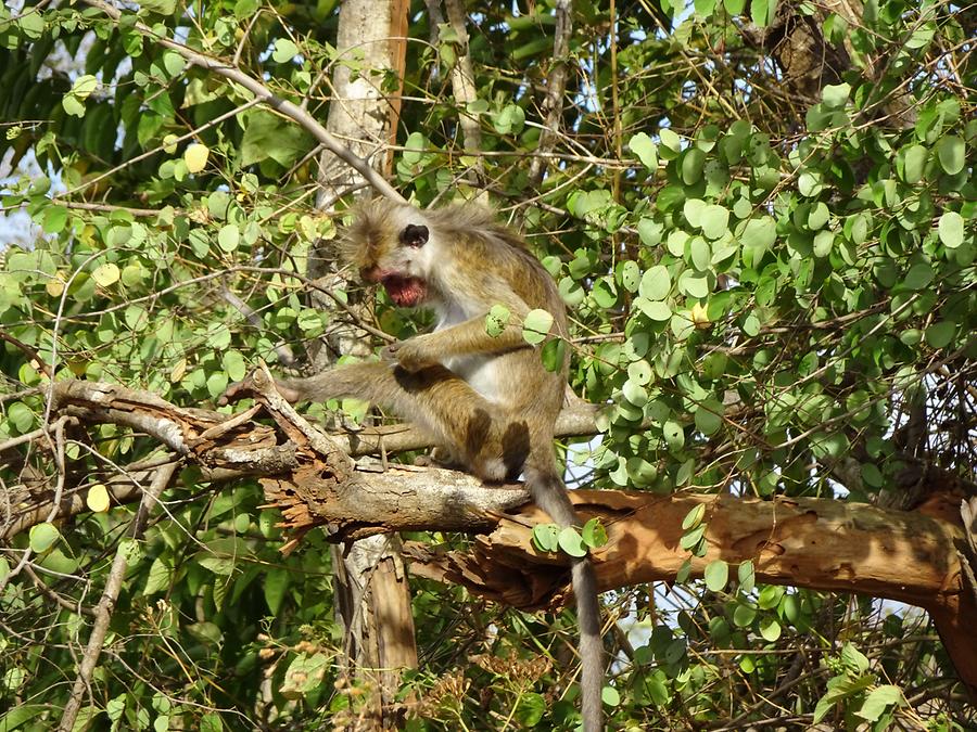 Udawalawe National Park - Safari; Monkey