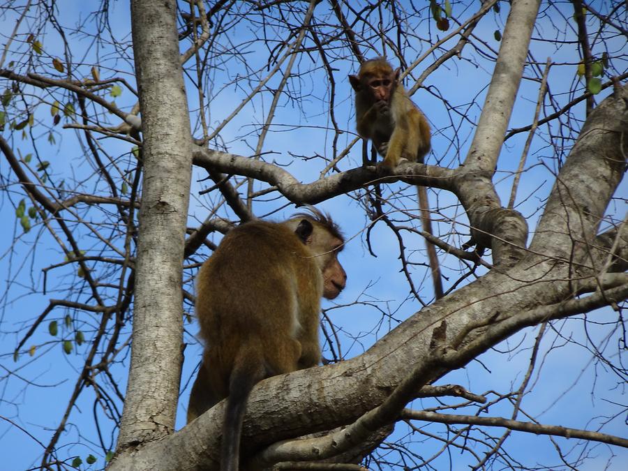 Udawalawe National Park - Safari; Monkeys