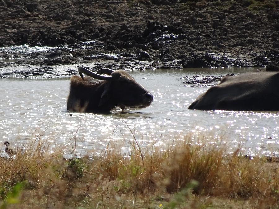 Udawalawe National Park - Safari; Water Buffalo