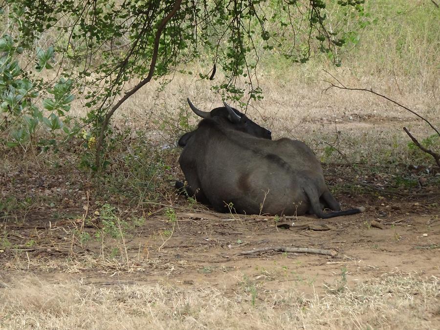 Udawalawe National Park - Safari; Water Buffalo