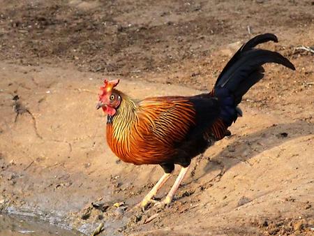 Sri Lanka junglefowl, Foto: source: Wikicommons unter CC 