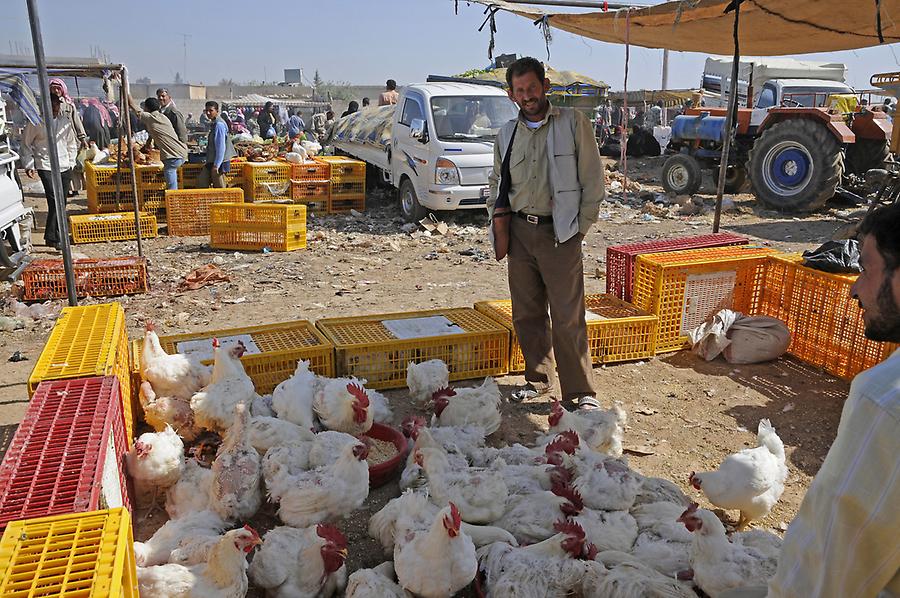 Beduin animal market