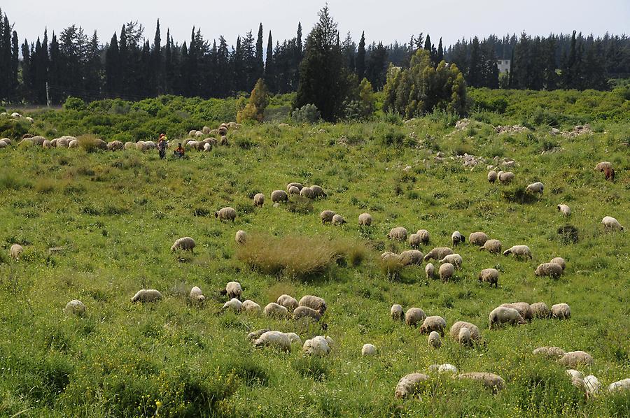 Sheep in Ugarit