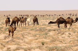 Camels (1)
