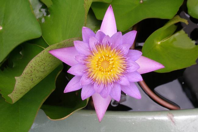 A water lily