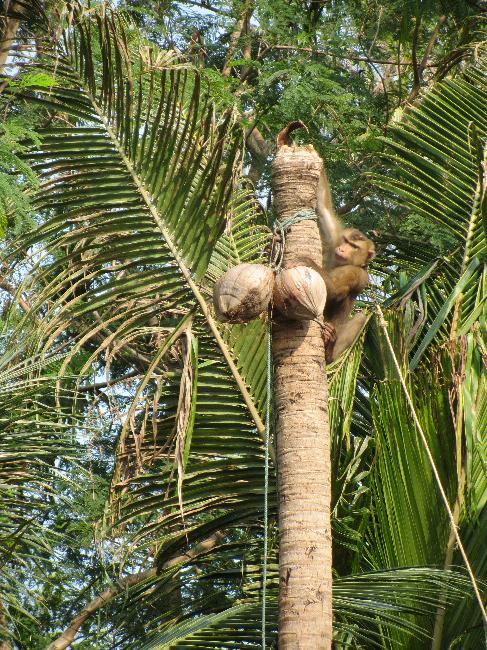 Monkey retrieving coconuts
