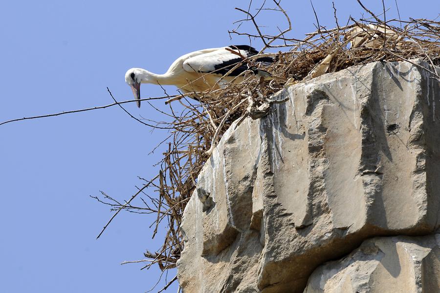 Temple of Artemis - Stork's Nest