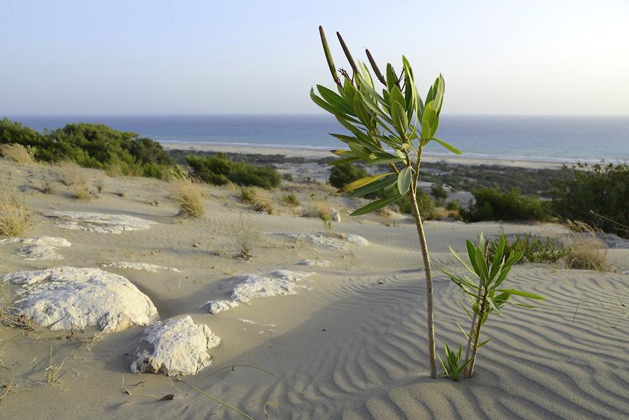 Patara - Sand Dunes; Foliage Plant