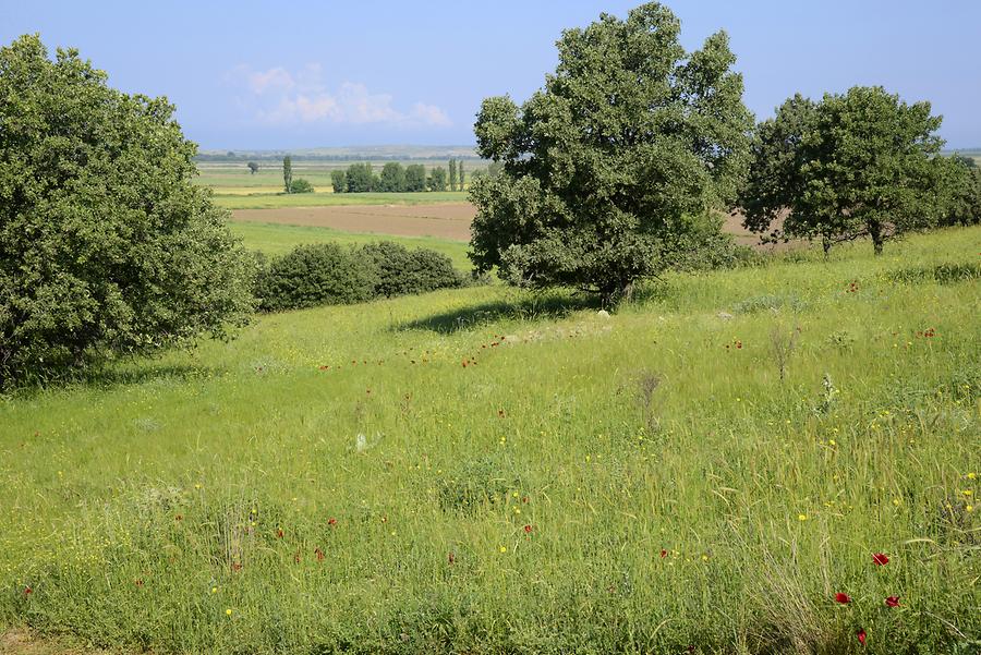 Landscape near Troy