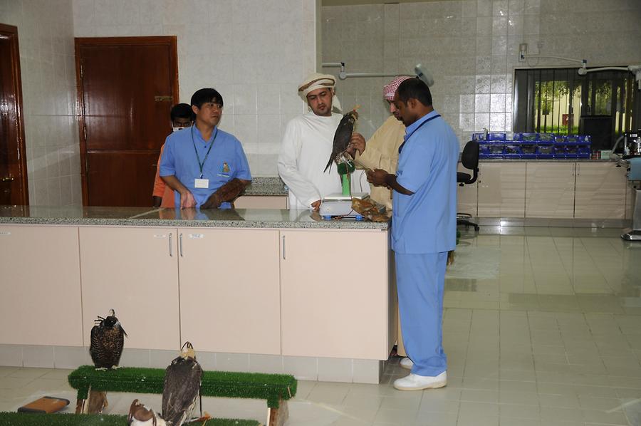 Hospitalization Abu Dhabi Falcon Hospital