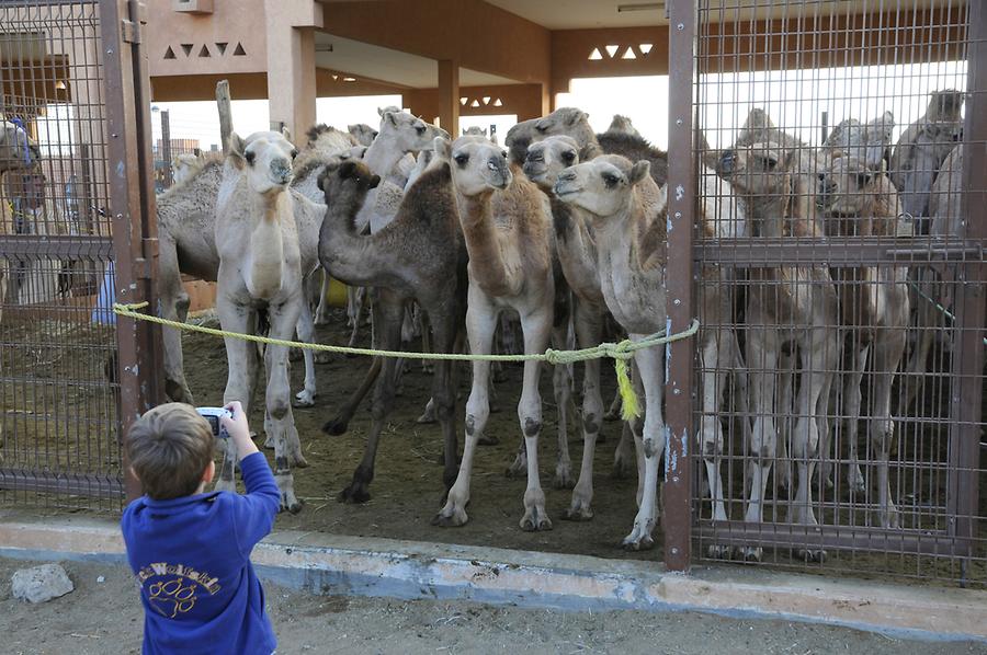 Camel Market Al Ain