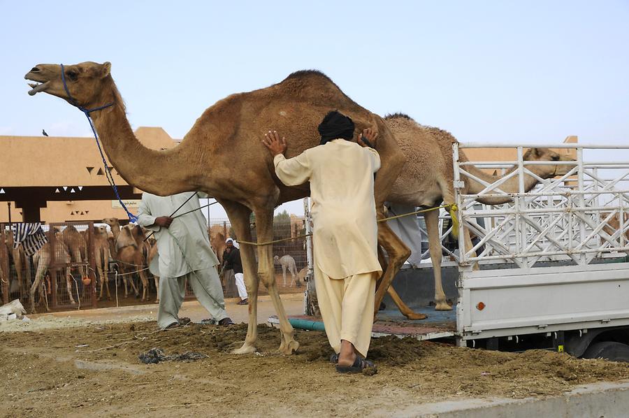 Camel Market Al Ain