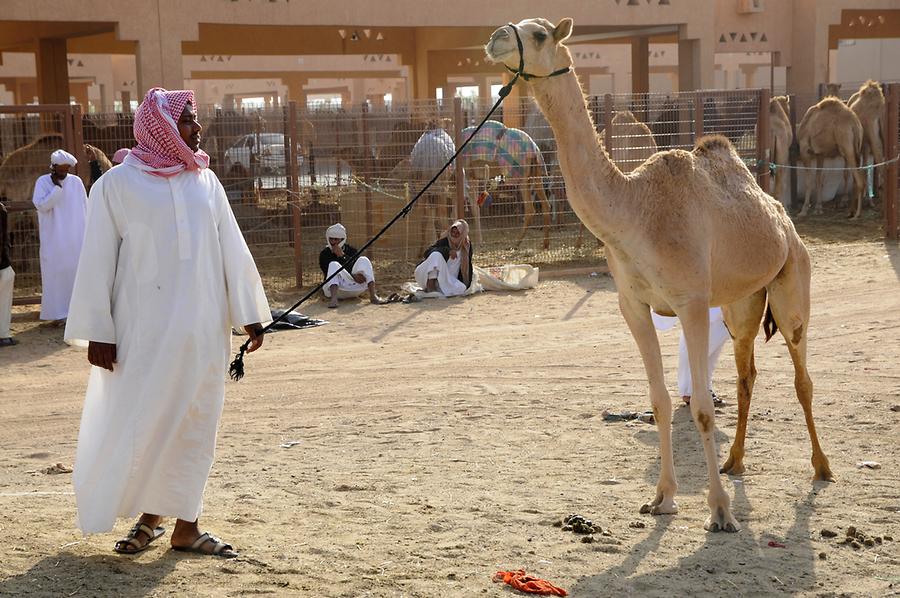 Camel Market Al Ain