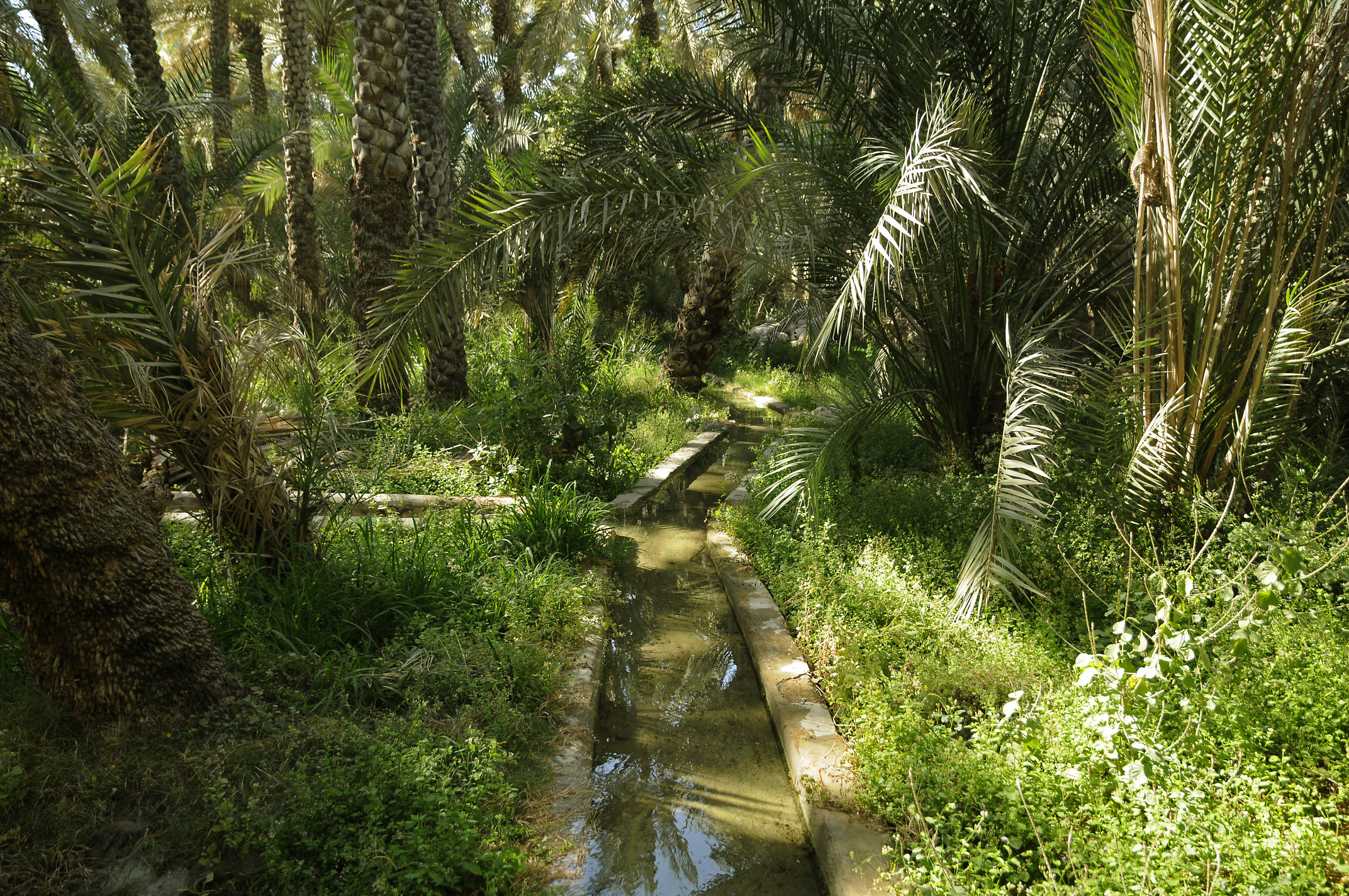 Falaj Al Ain Oasis 1 Al Ain Pictures United Arab Emirates In 