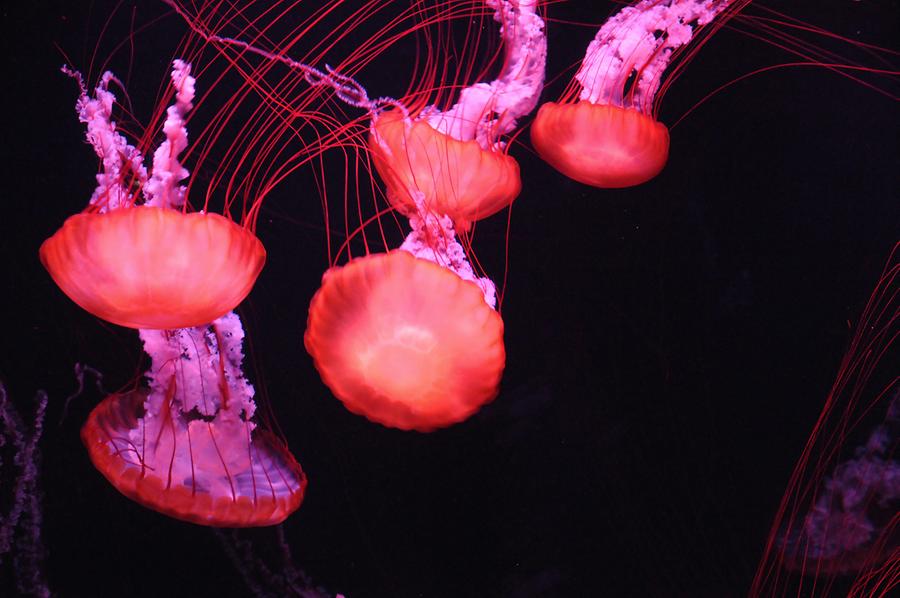 Lost Chambers Atlantis, Jellyfish