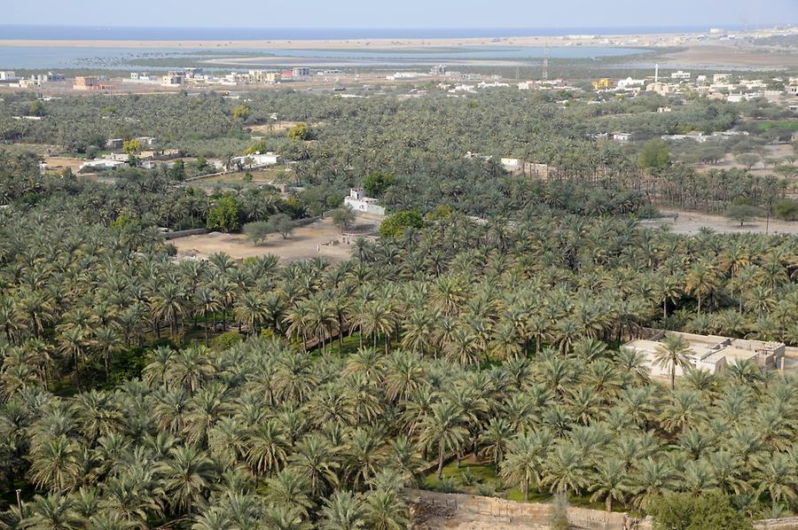 Palm Oasis Dhayah