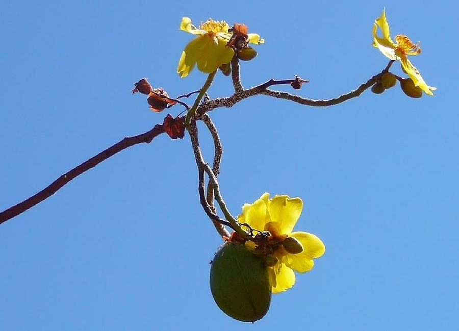 Kapok (4) Cairns to Darwin Pictures Australia in GlobalGeography