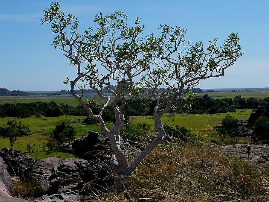 View from the rock formation near Ubirr
