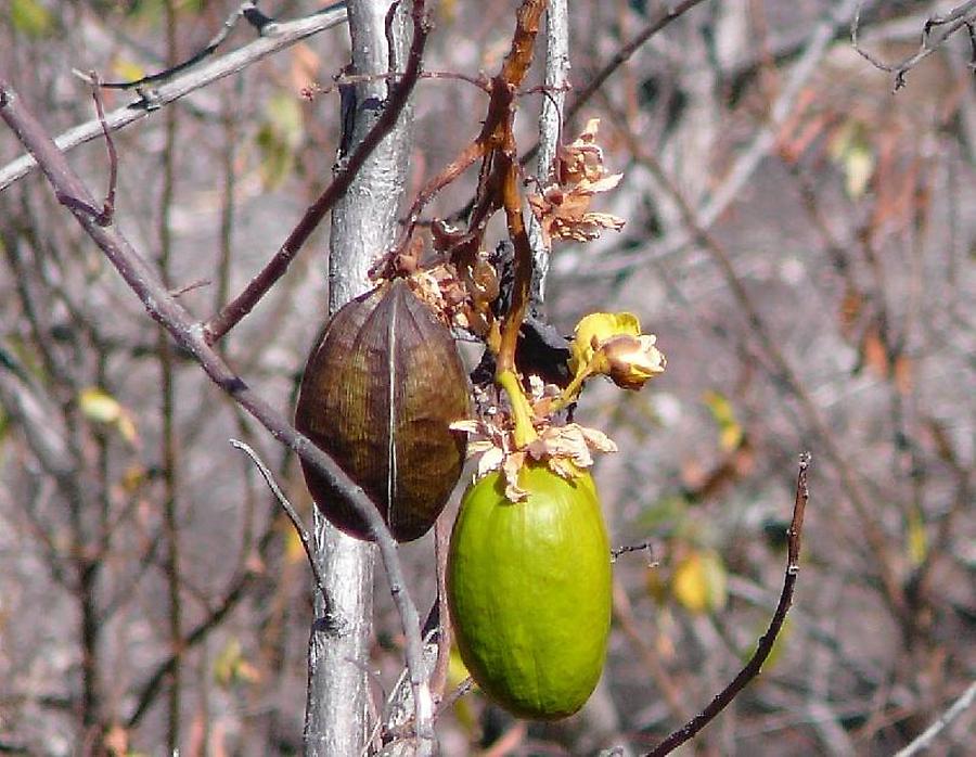 Kapok_(2) Kakadu National Park Pictures Australia in GlobalGeography