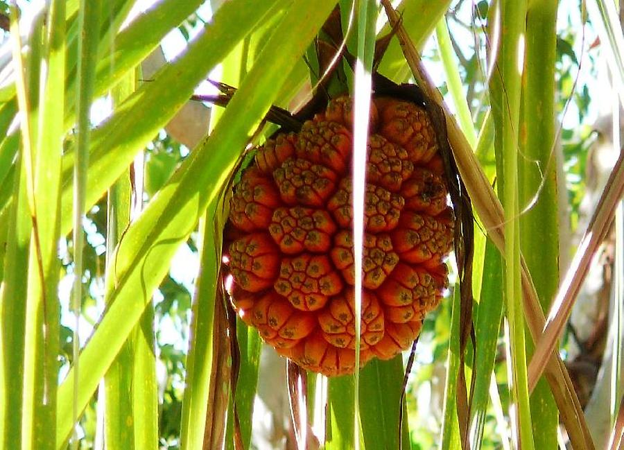 Fruit of Pandanus Kakadu National Park Pictures Australia in