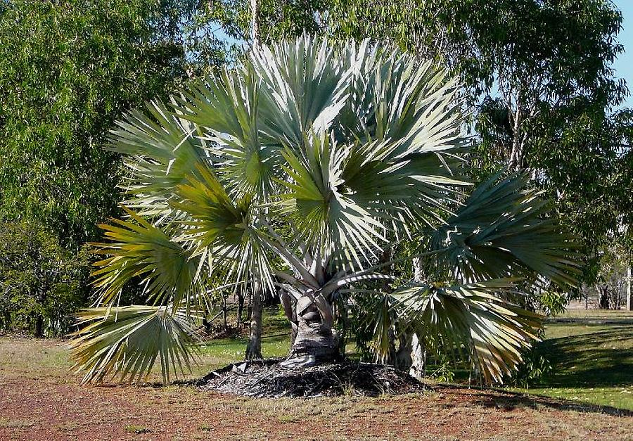 White palm