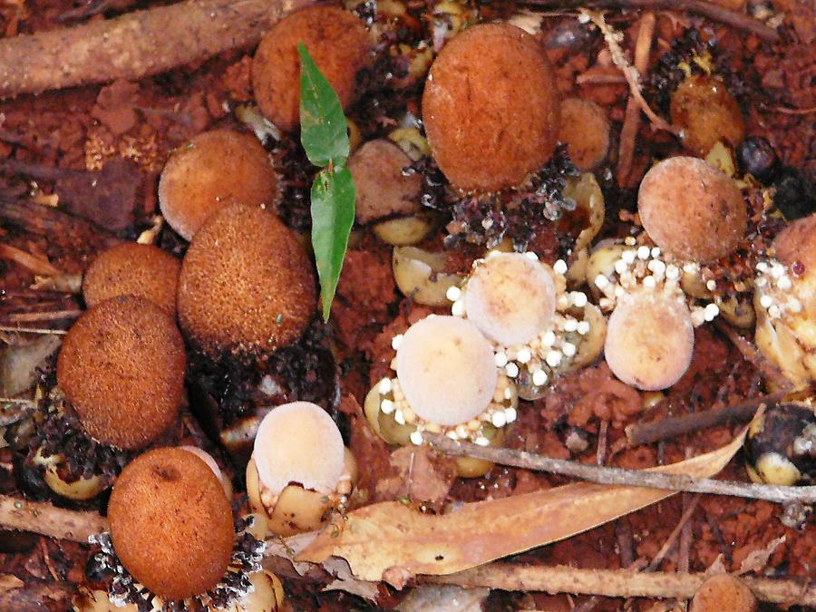 Fungi in rain forest