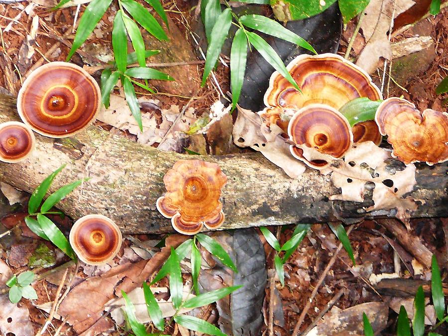 Fungi in rain forest