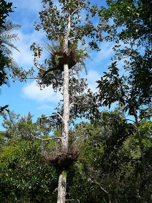 Daintree rain forest, Photo: H. Maurer, 2007
