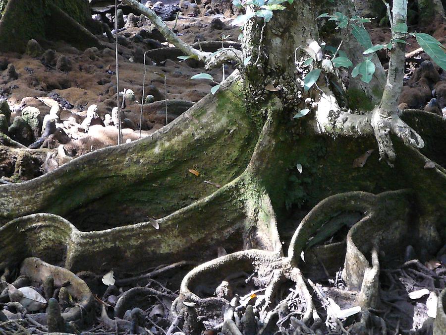Daintree rain forest roots, Photo: H. Maurer, 2007